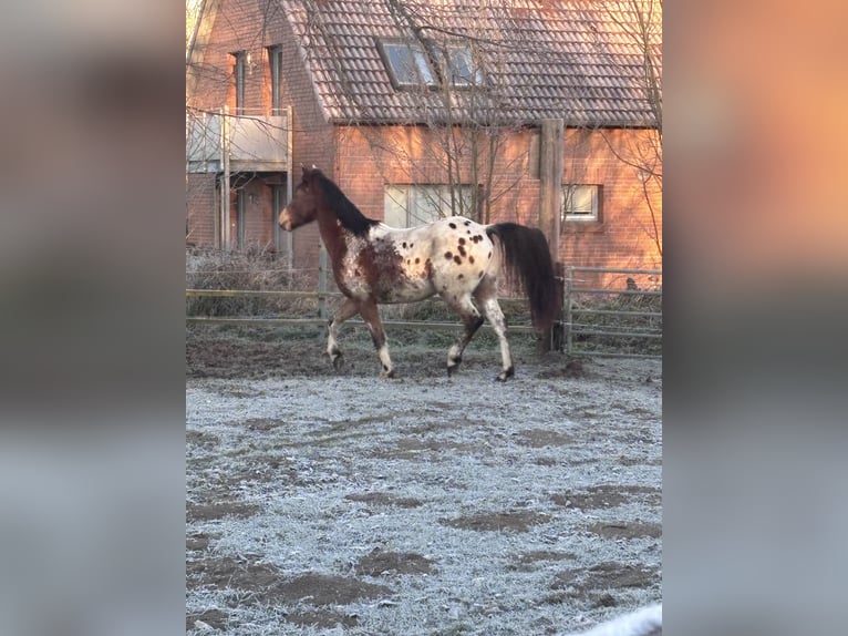 Polnisches Reitpony Wallach 4 Jahre 152 cm  in Schinkel