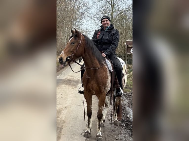 Polnisches Reitpony Wallach 4 Jahre 152 cm  in Schinkel