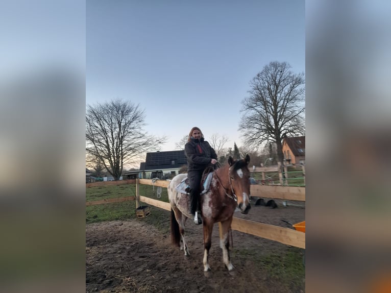 Polnisches Reitpony Wallach 4 Jahre 152 cm  in Schinkel