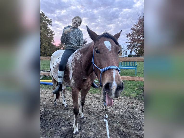 Polnisches Reitpony Wallach 4 Jahre 152 cm  in Schinkel
