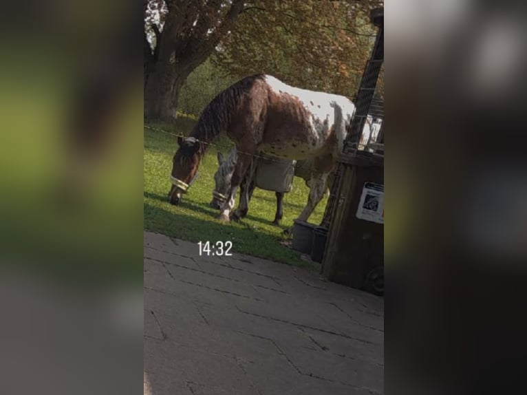Polnisches Reitpony Wallach 4 Jahre 152 cm  in Schinkel