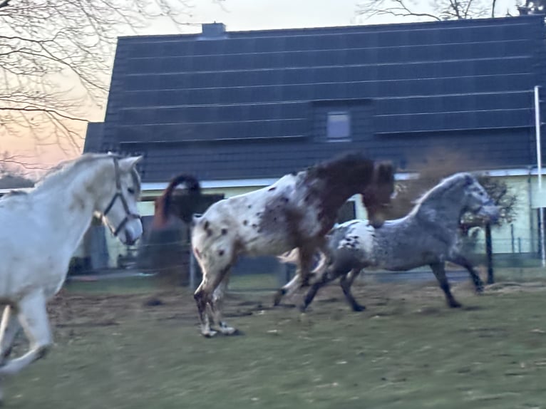 Polnisches Reitpony Wallach 4 Jahre 152 cm  in Schinkel