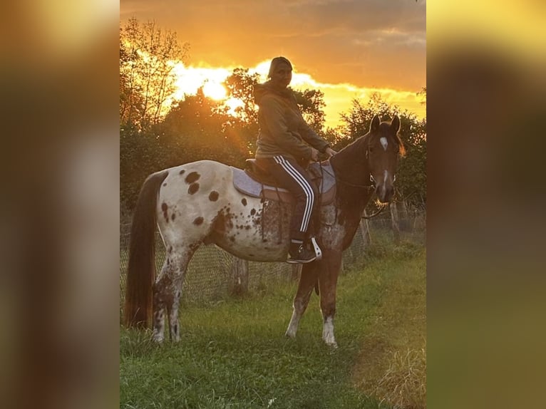 Polnisches Reitpony Wallach 4 Jahre 152 cm  in Schinkel