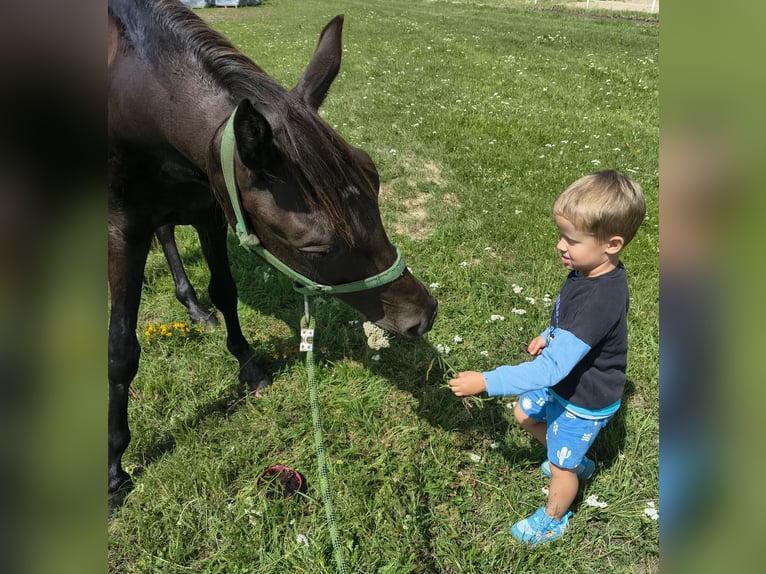 Polnisches Reitpony Mix Wallach 4 Jahre 152 cm Schwarzbrauner in Forst