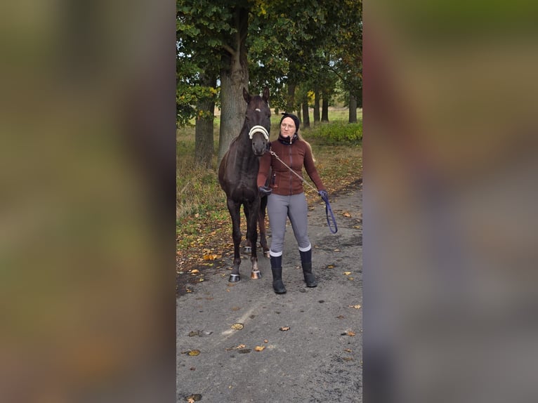 Polnisches Reitpony Mix Wallach 4 Jahre 152 cm Schwarzbrauner in Forst