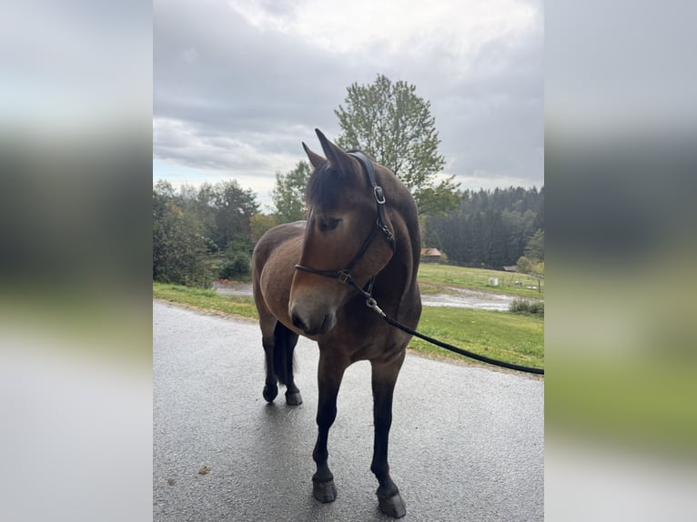 Polnisches Reitpony Wallach 4 Jahre 155 cm Brauner in Neukirchen vorm Wald