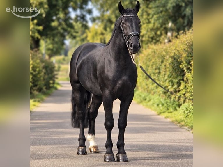 Polnisches Reitpony Wallach 4 Jahre 170 cm Rappe in Weert