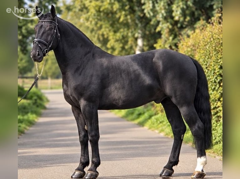 Polnisches Reitpony Wallach 4 Jahre 170 cm Rappe in Weert
