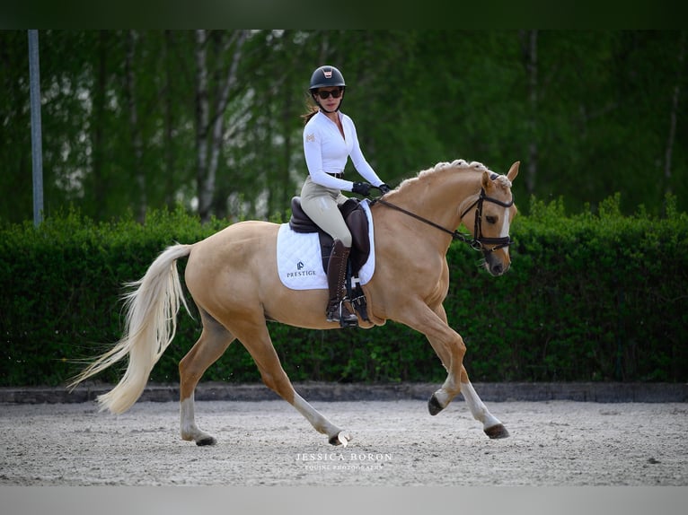 Polnisches Reitpony Wallach 5 Jahre 153 cm Palomino in Kicin