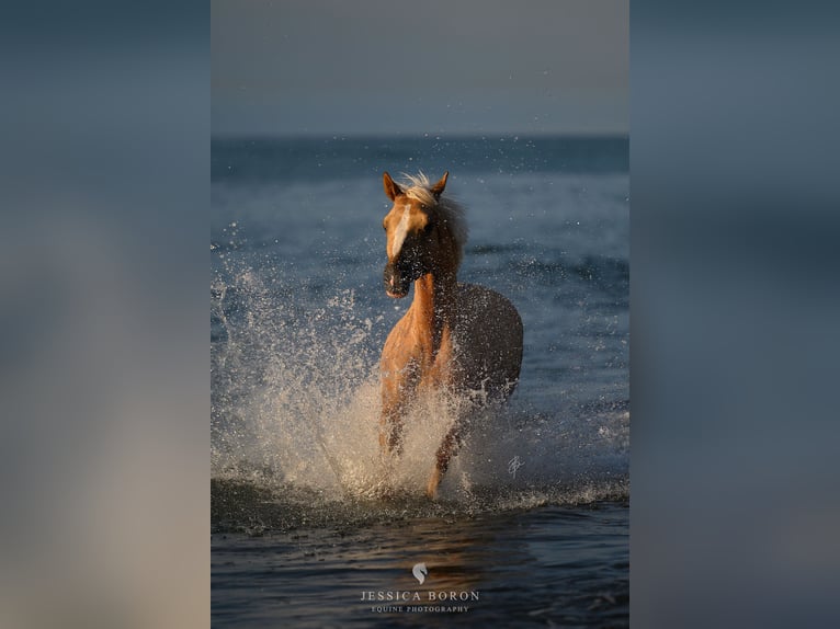 Polnisches Reitpony Wallach 5 Jahre 153 cm Palomino in Kicin
