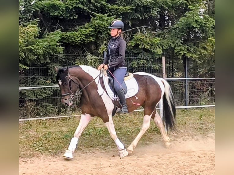 Polnisches Reitpony Mix Wallach 5 Jahre 153 cm Schecke in Forst