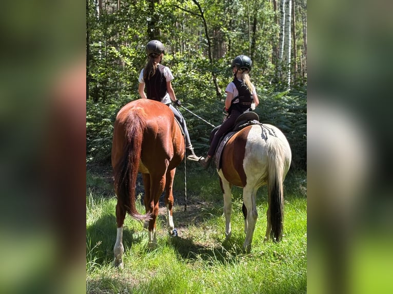 Polnisches Reitpony Wallach 6 Jahre 137 cm Schecke in Gräfenhainichen