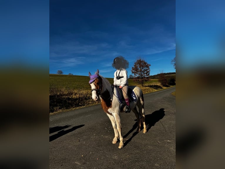 Polnisches Reitpony Wallach 6 Jahre 140 cm Schecke in Dermbach