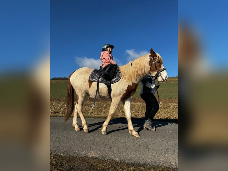 Polnisches Reitpony Wallach 6 Jahre 140 cm Schecke in Dermbach