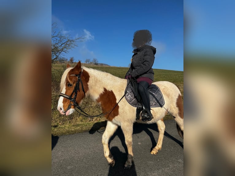 Polnisches Reitpony Wallach 6 Jahre 140 cm Schecke in Dermbach