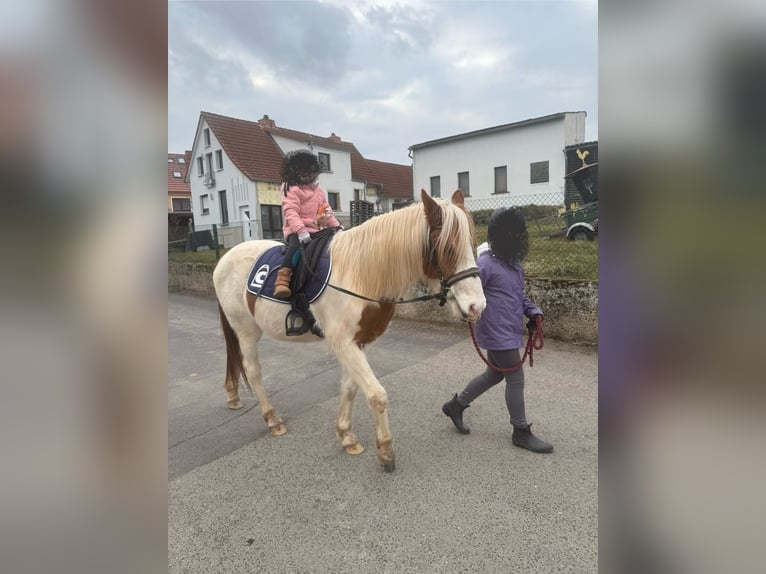 Polnisches Reitpony Wallach 6 Jahre 140 cm Schecke in Dermbach