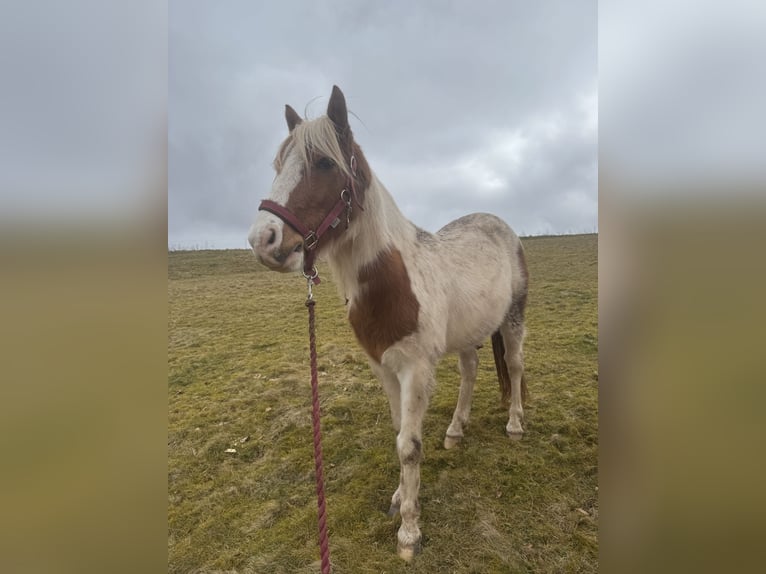 Polnisches Reitpony Wallach 6 Jahre 140 cm Schecke in Dermbach
