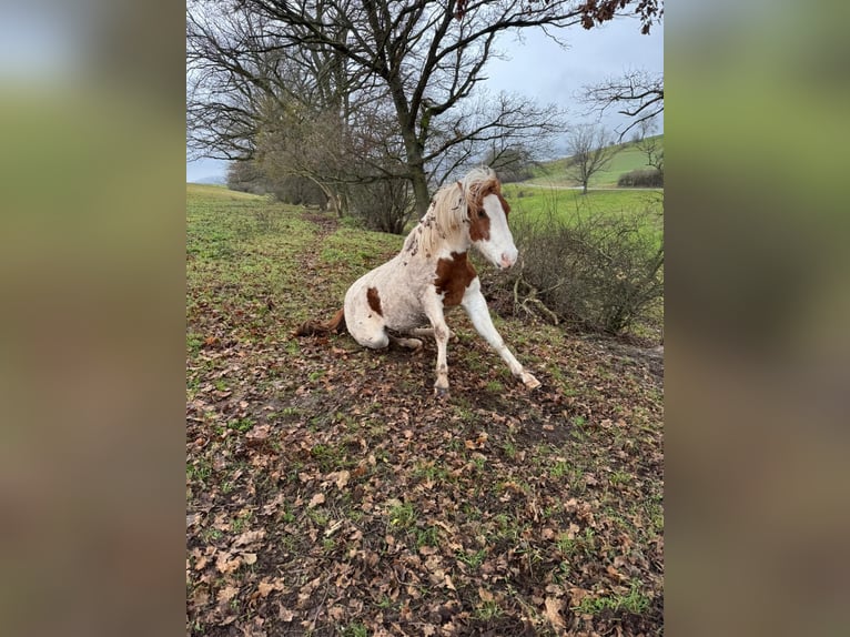 Polnisches Reitpony Wallach 6 Jahre 140 cm Schecke in Dermbach