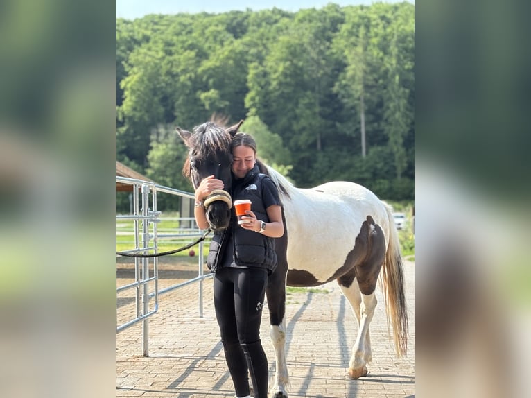 Polnisches Reitpony Mix Wallach 6 Jahre 144 cm Schecke in Steinheim am Albuch