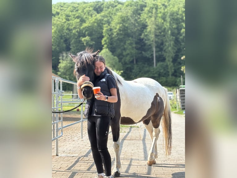 Polnisches Reitpony Mix Wallach 6 Jahre 144 cm Schecke in Steinheim am Albuch