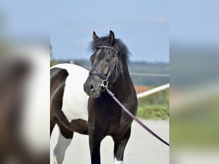 Polnisches Reitpony Mix Wallach 6 Jahre 144 cm Schecke in Steinheim am Albuch
