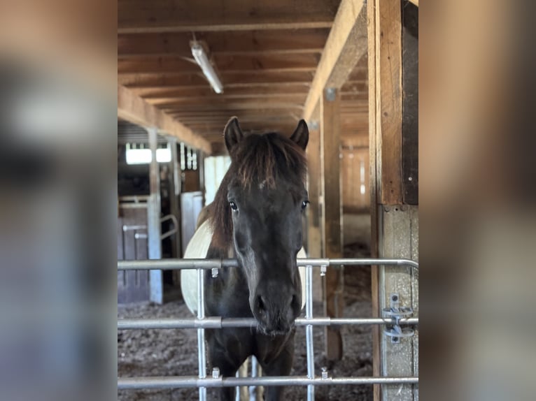 Polnisches Reitpony Mix Wallach 6 Jahre 144 cm Schecke in Steinheim am Albuch