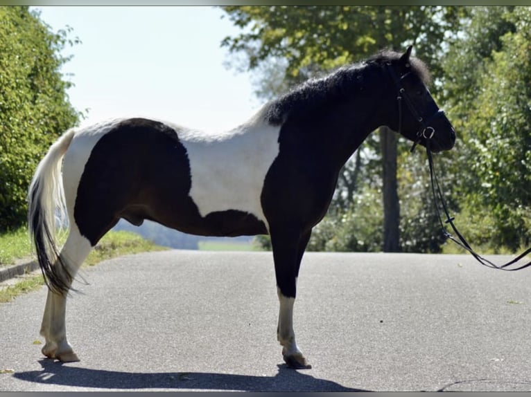 Polnisches Reitpony Mix Wallach 6 Jahre 144 cm Schecke in Steinheim am Albuch