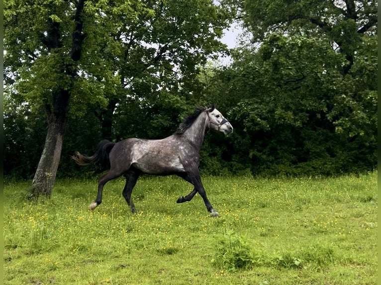 Polnisches Reitpony Wallach 6 Jahre 147 cm Apfelschimmel in Wachtberg