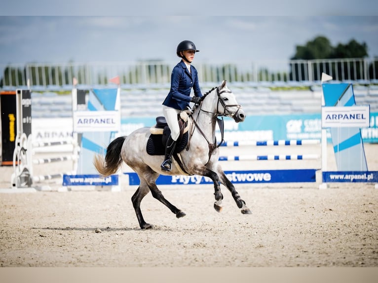 Polnisches Reitpony Wallach 7 Jahre 139 cm Schimmel in Leńcze