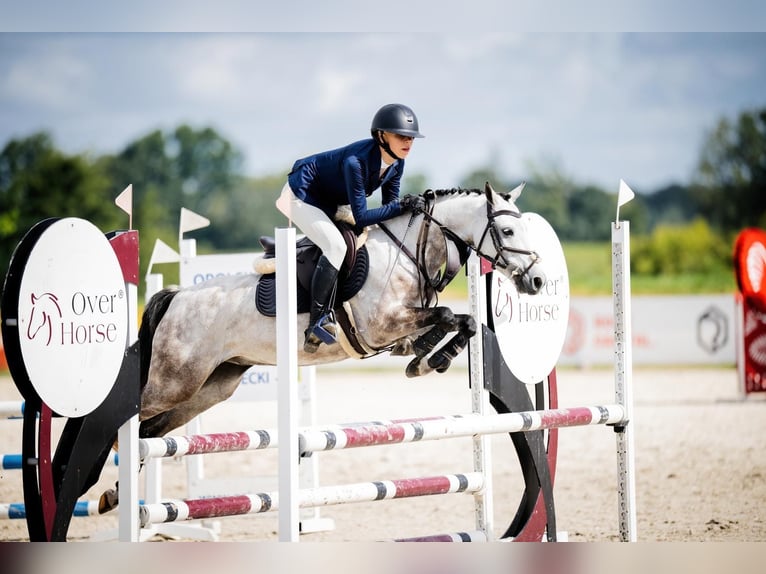 Polnisches Reitpony Wallach 7 Jahre 139 cm Schimmel in Leńcze
