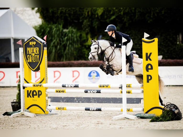 Polnisches Reitpony Wallach 7 Jahre 139 cm Schimmel in Leńcze