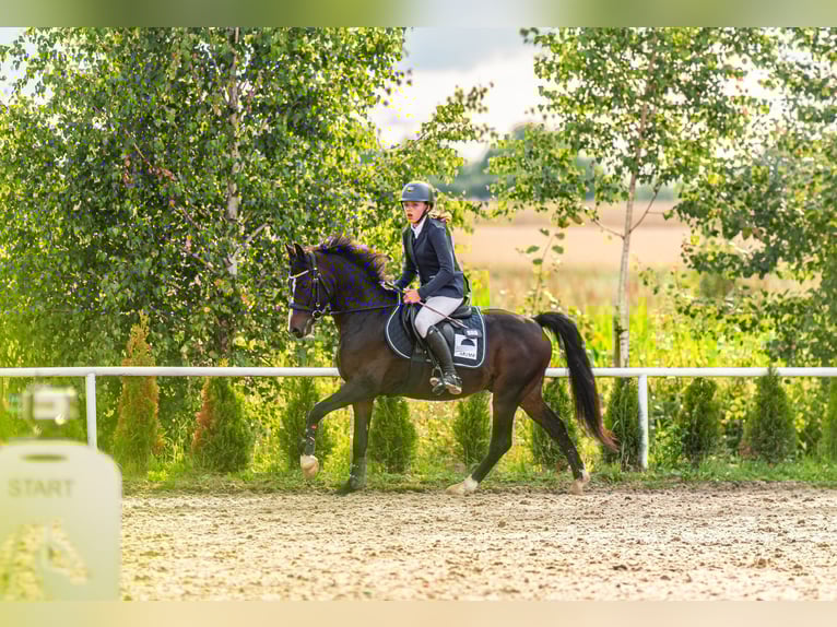 Polnisches Reitpony Wallach 7 Jahre 140 cm Schwarzbrauner in Kiełpino