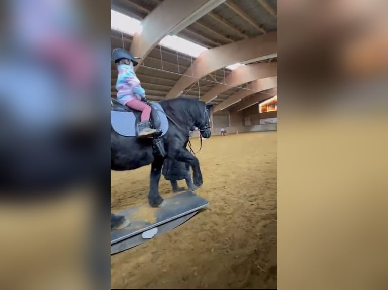 Polnisches Reitpony Wallach 7 Jahre 144 cm Rappe in Fuchstal