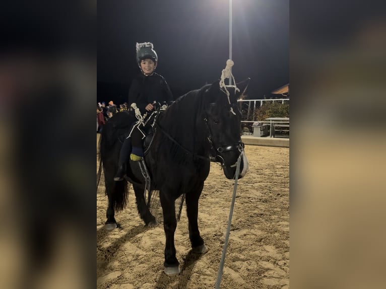 Polnisches Reitpony Wallach 7 Jahre 144 cm Rappe in Fuchstal