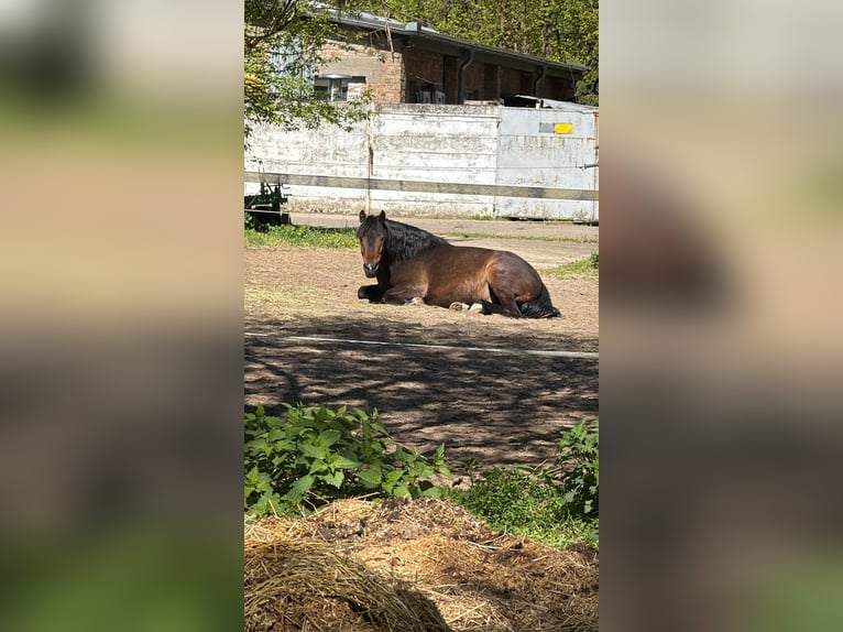Polnisches Reitpony Wallach 7 Jahre Brauner in Potsdam
