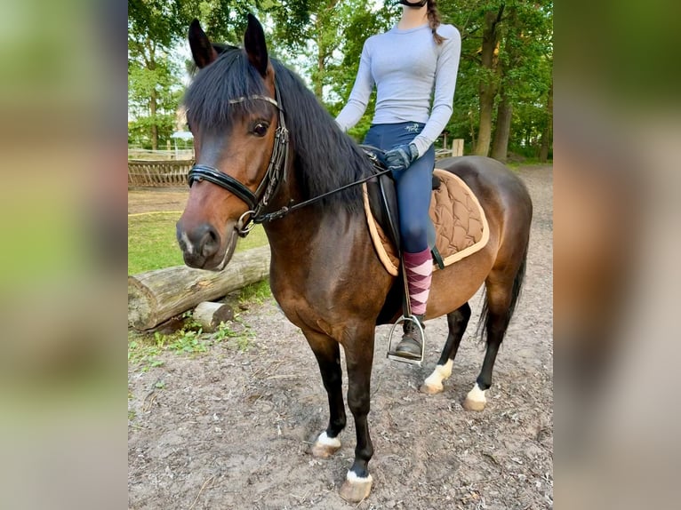 Polnisches Reitpony Wallach 7 Jahre Brauner in Potsdam