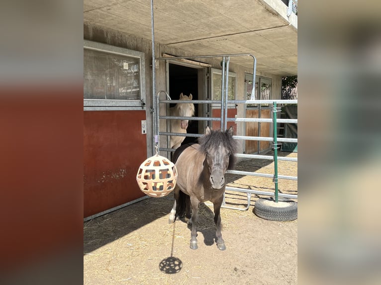 Polnisches Reitpony Mix Wallach 8 Jahre 112 cm Schwarzbrauner in Wildensbuch