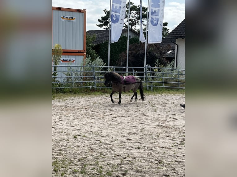Polnisches Reitpony Mix Wallach 8 Jahre 112 cm Schwarzbrauner in Wildensbuch