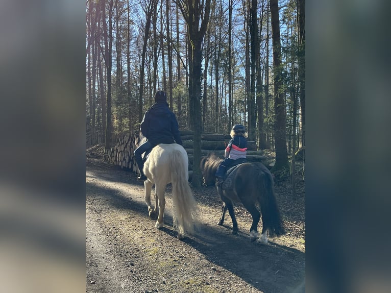 Polnisches Reitpony Mix Wallach 8 Jahre 112 cm Schwarzbrauner in Wildensbuch