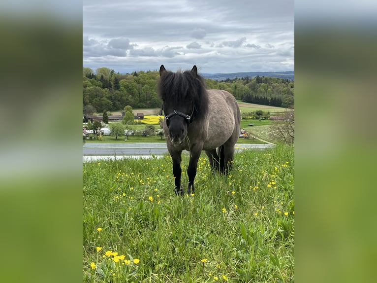 Polnisches Reitpony Mix Wallach 8 Jahre 112 cm Schwarzbrauner in Wildensbuch