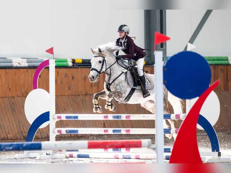 Polnisches Reitpony Wallach 8 Jahre 137 cm Schimmel in Trzyci&#x105;&#x17C;
