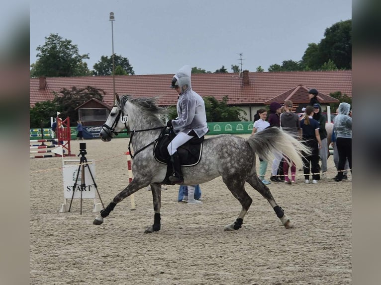 Polnisches Reitpony Wallach 8 Jahre 137 cm Schimmel in Trzyciąż