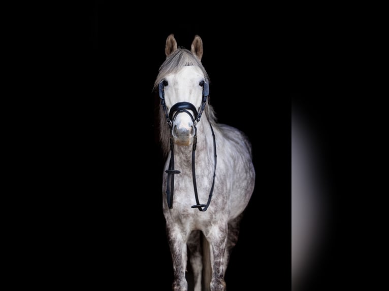 Polnisches Reitpony Wallach 8 Jahre 137 cm Schimmel in Trzyci&#x105;&#x17C;