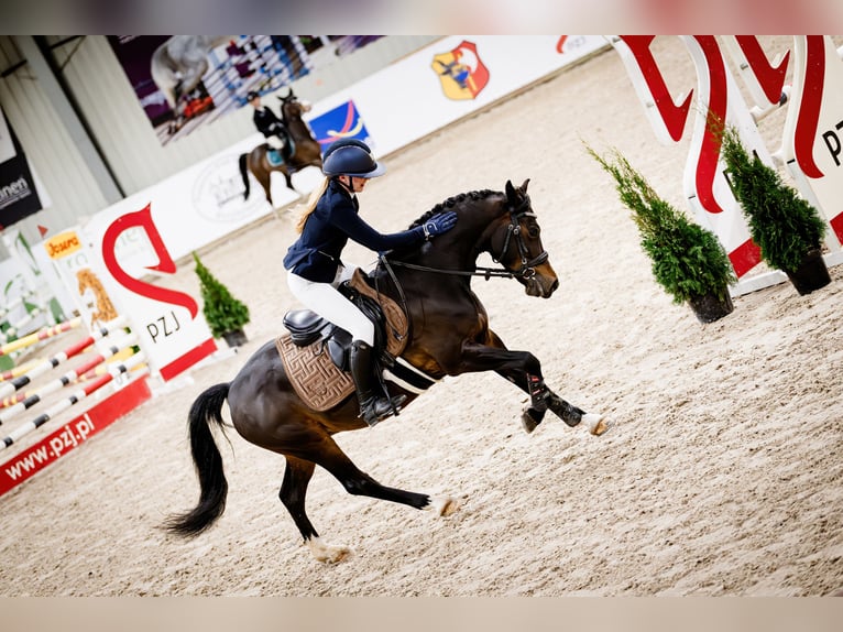 Polnisches Reitpony Wallach 8 Jahre 138 cm Schwarzbrauner in Kiełpino