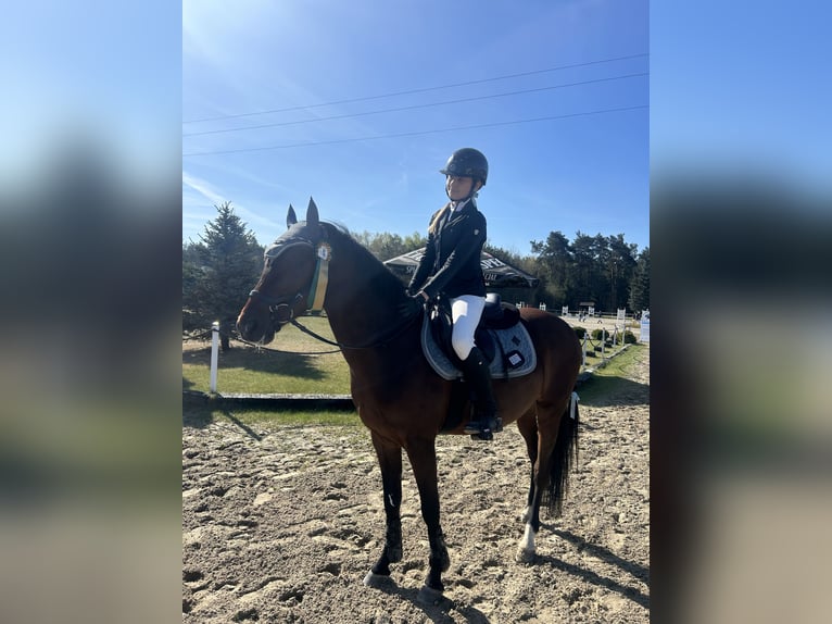 Polnisches Reitpony Wallach 8 Jahre 141 cm Brauner in Czernikowo