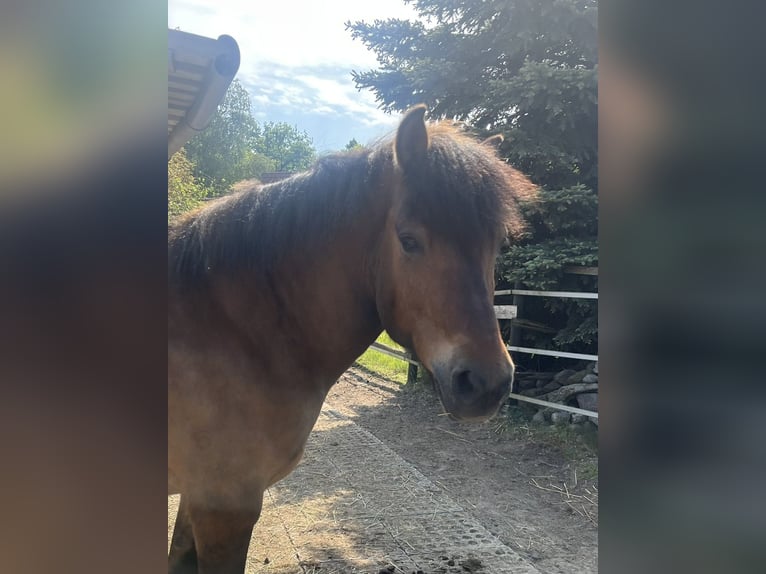 Polnisches Reitpony Mix Wallach 8 Jahre 143 cm Brauner in Panketal