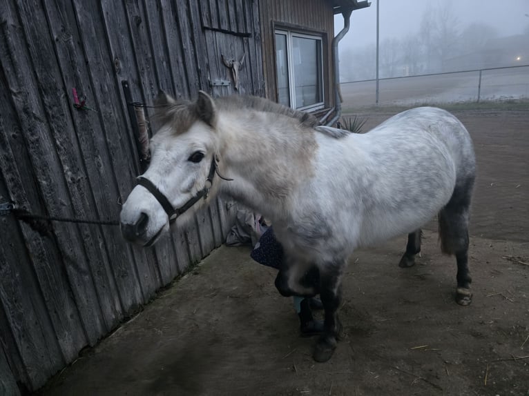 Polnisches Reitpony Wallach 9 Jahre 123 cm Apfelschimmel in Schwarzenfeld
