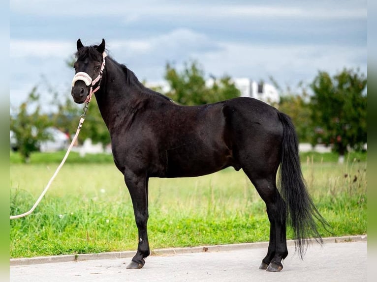 Polnisches Reitpony Wallach 9 Jahre 125 cm Rappe in Bohumin