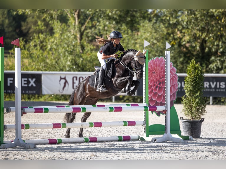 Polnisches Reitpony Wallach 9 Jahre 125 cm Rappe in Bohumin
