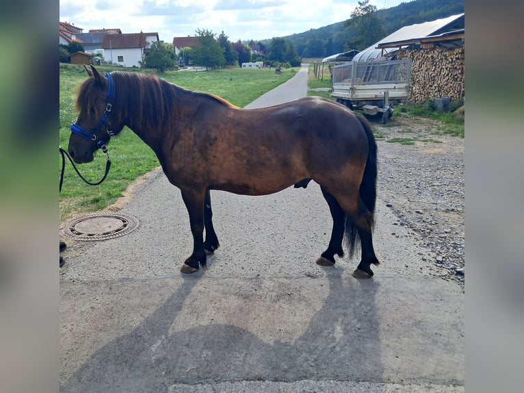 Polnisches Reitpony Mix Wallach 9 Jahre 132 cm Rappe in Neustetten